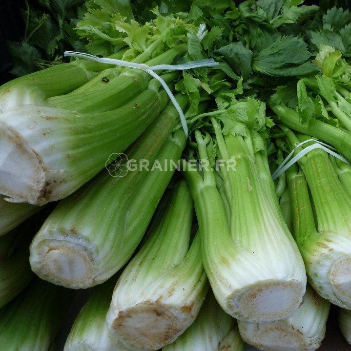 White coast celery image
